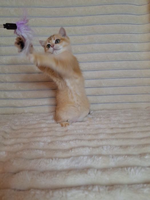 Британська Золота шиншила дівчинка.