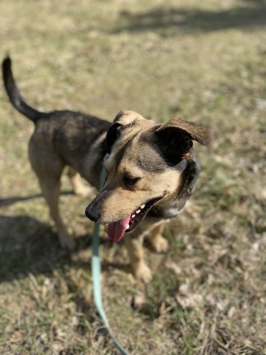 Szarik - roczny piesek do adopcji