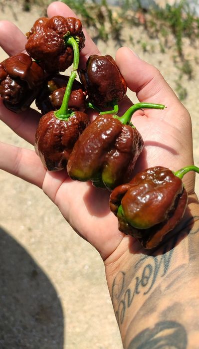 Sementes Bhut Jolokia(Ghost),OFERTA Portes Envio