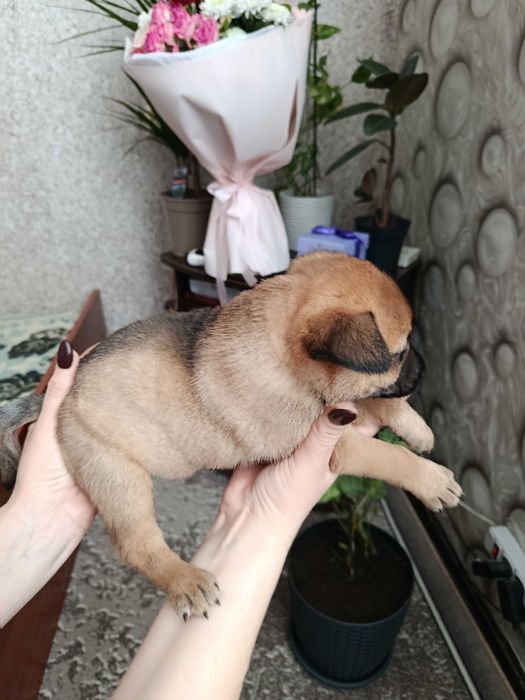 віддам даром цуценят