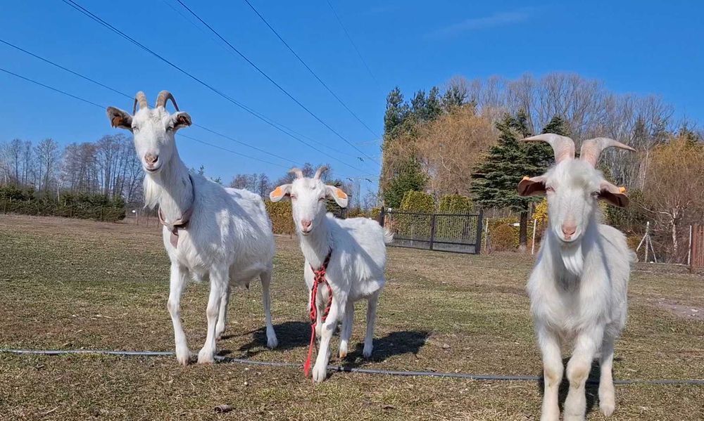 Koza po b.mlecznej matce 1 rok