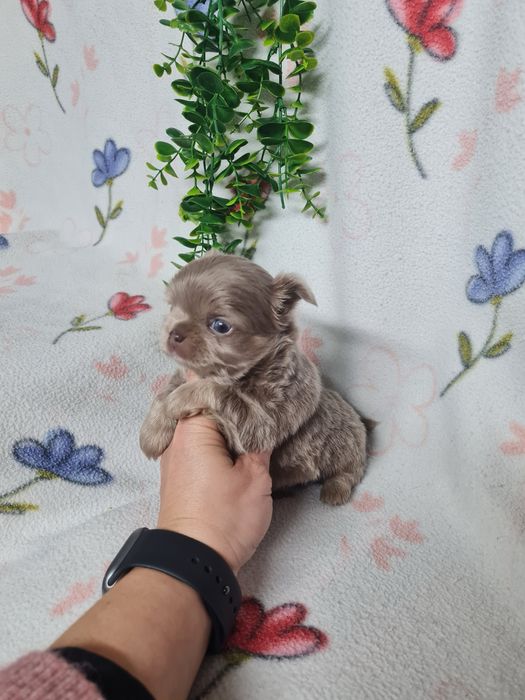 Excelente menino mini chihuahua/chiuaua linhagem Russa.Qualidd