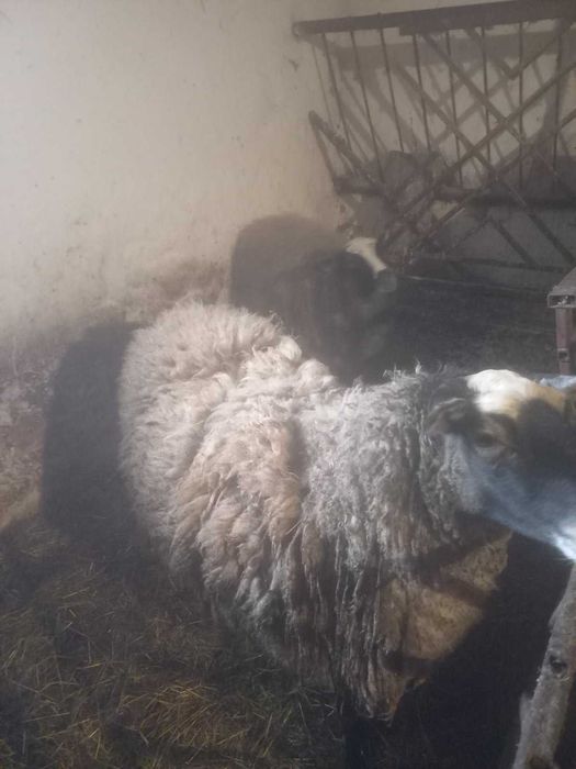 Продаються овечки