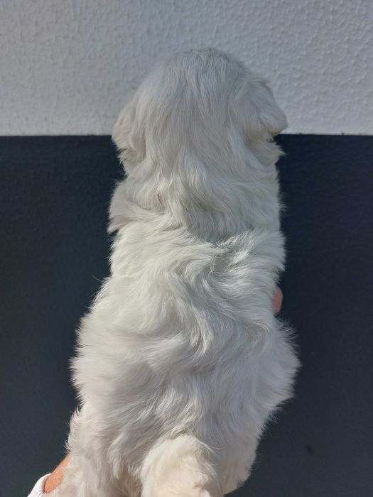 Bichon Maltês. Mini. Menino Perfeição!