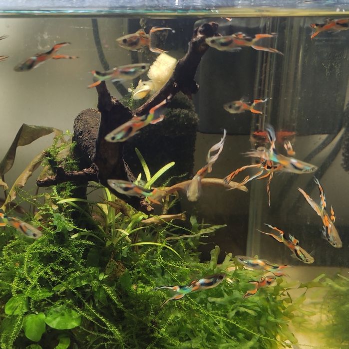 Guppy Macho Endler Hybrids Lyra Tail