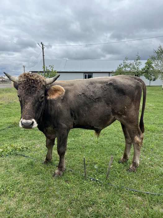 Бики на племя/на мясо