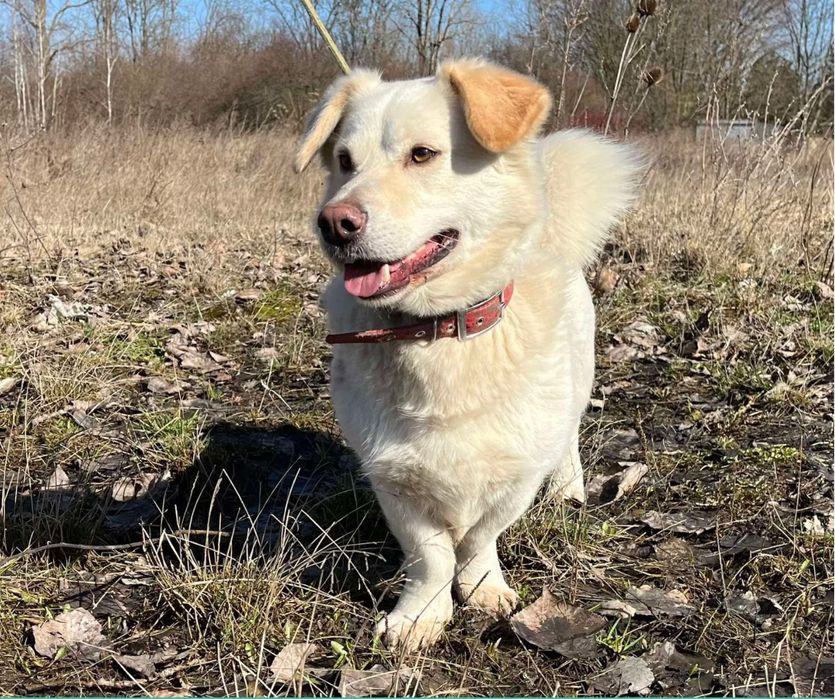 Biszkopt do adopcji Schronisko Sokołów