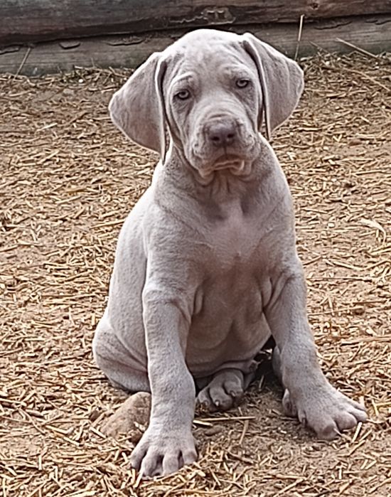Pies rasy wyżeł weimarski krótkowłosy
