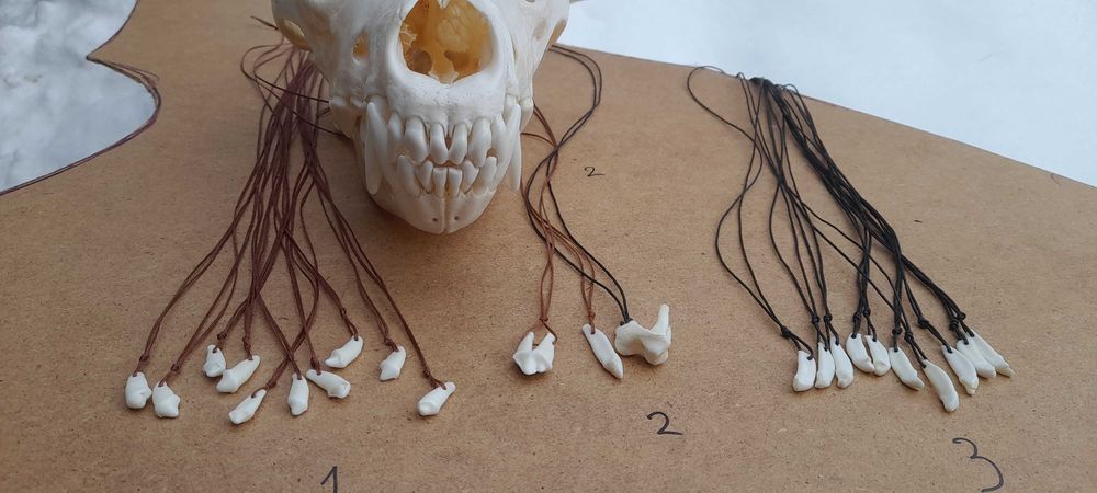 Зуб волка.Клик вовка.Амулет.Клык.