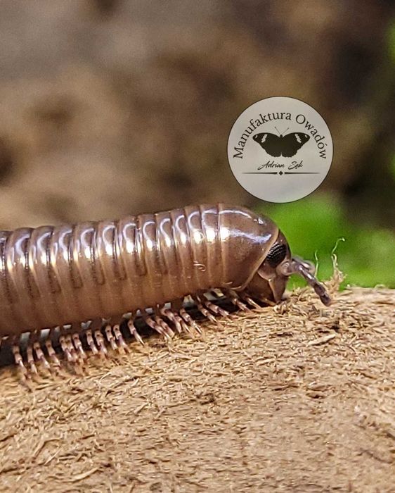 Telodeinopus aoutii - krocionóg kenijski, Krocionogi Wije