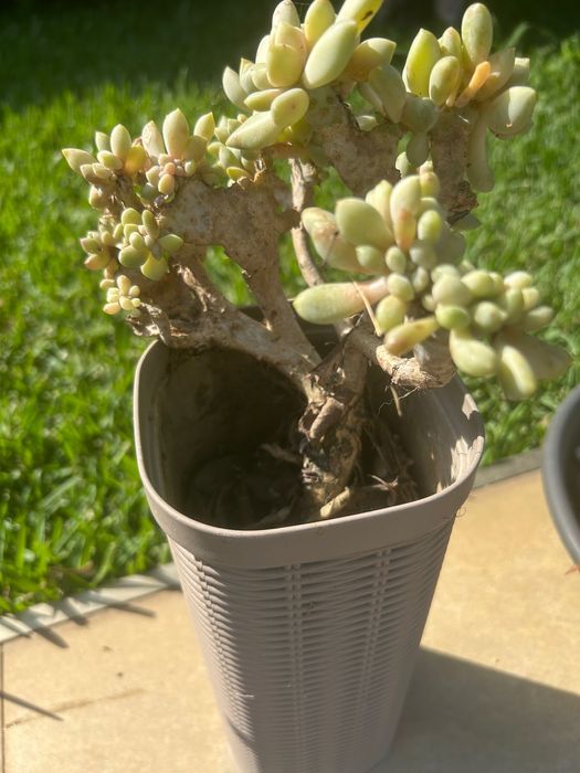 Cactos e suculentas