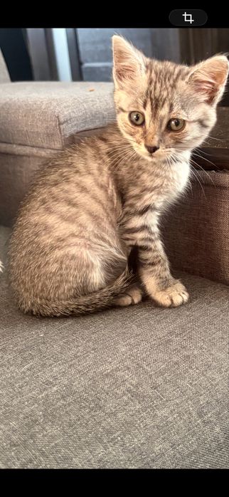 Котик в добрі руки
