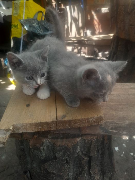 Котята милые, игривые