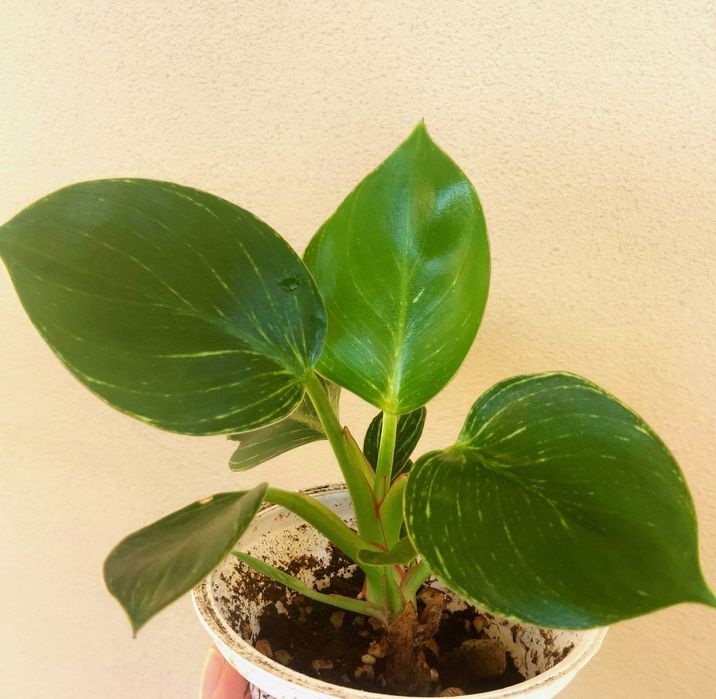 Planta Philodendron Birkin