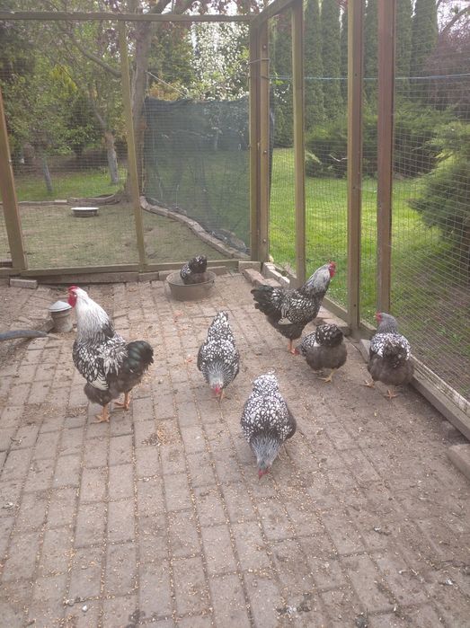 Віандот Срібло інкубаційне яйце