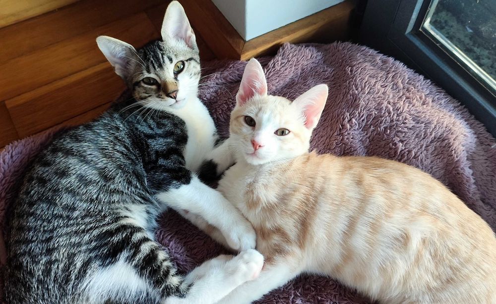 Gatinhos - Adoção Conjunta