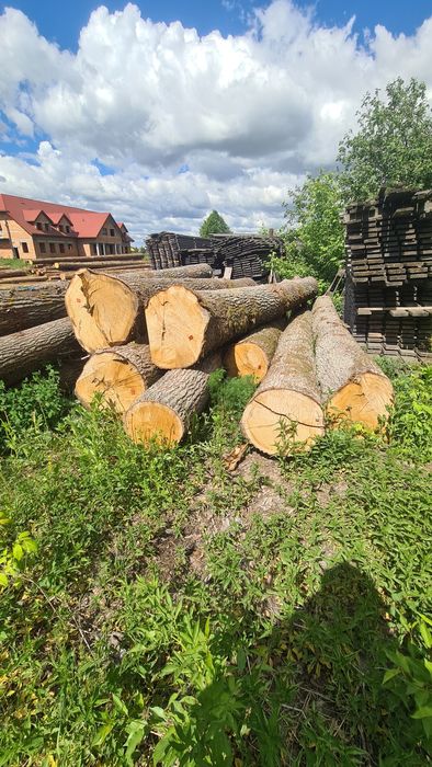 Dąb dłużyca kłoda