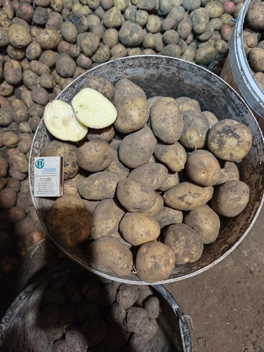 Картопля насінева сорт Тайфун Слов'янка