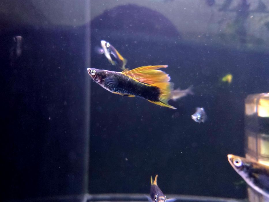 Mieczyk delta czarny