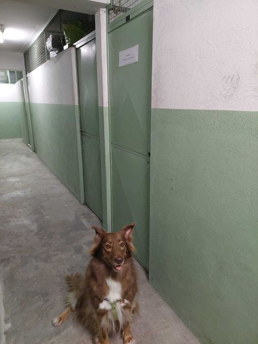 Alugo arrumos - Altos da Maia