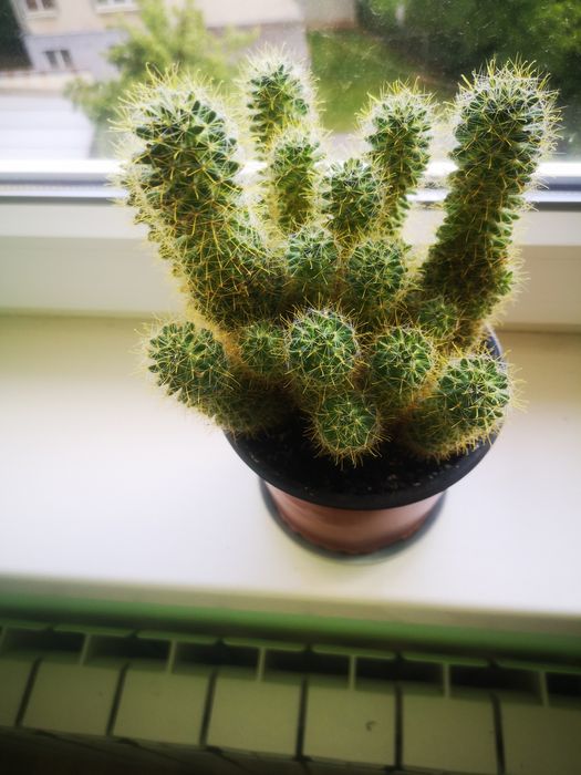 алоє вазон сукулент