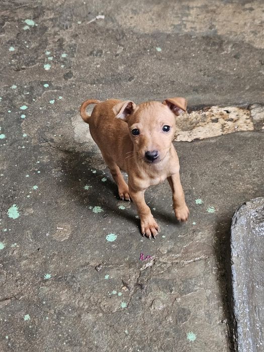 Pinscher   macho puro