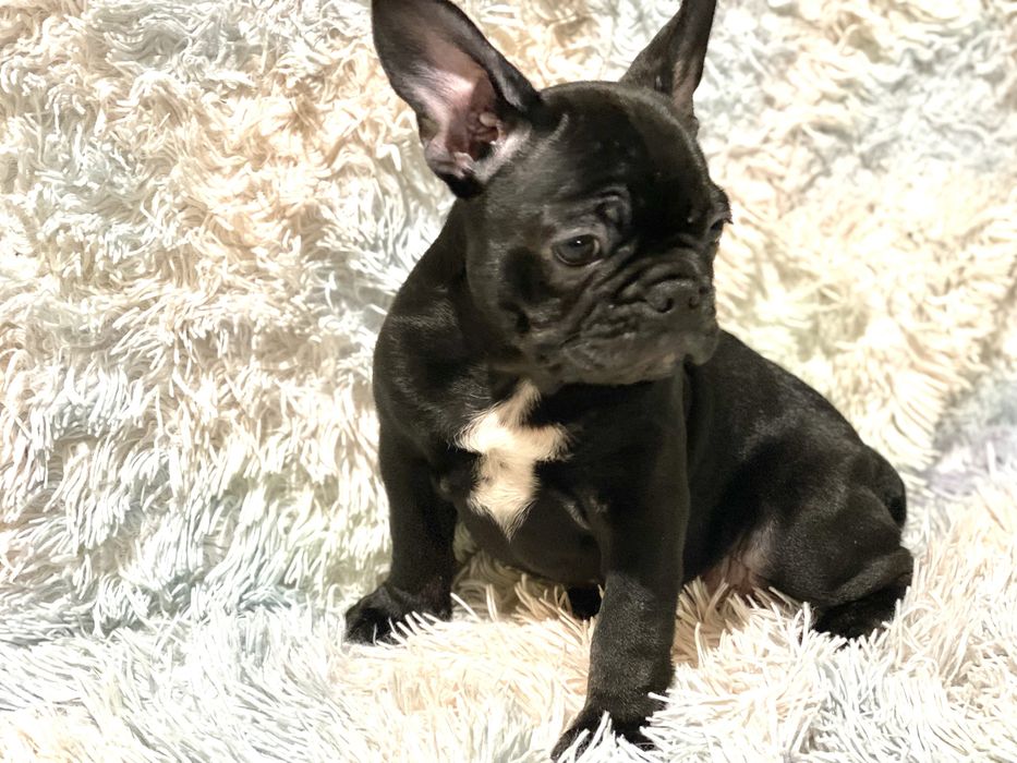 Цуценята французького бульдога – лілові та блакитні мерлі, чорні