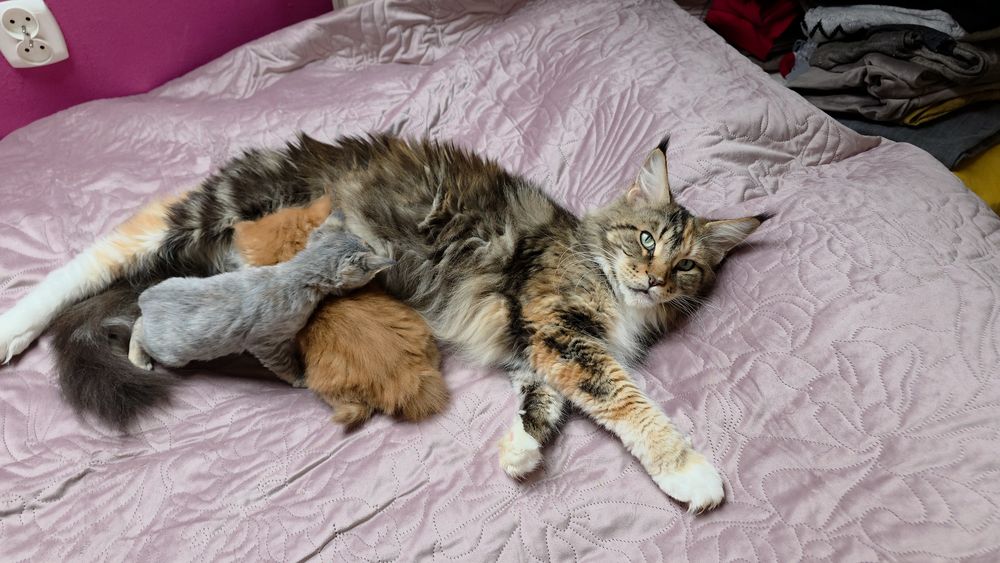 Maine Coon Kotka Na Kolanka