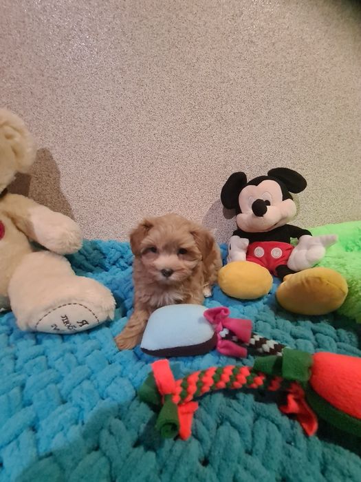 Малята мальтіпу мініки