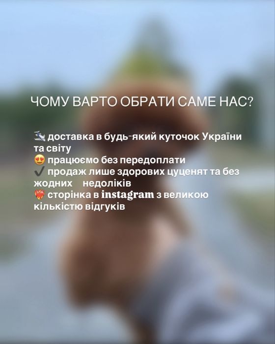 Цуценята той-пуделя високої якості
