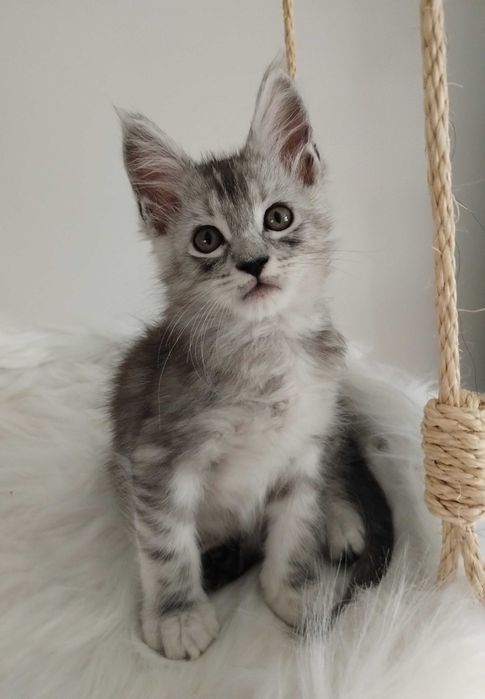 Kocurek Maine Coon ns22 srebrny czarny