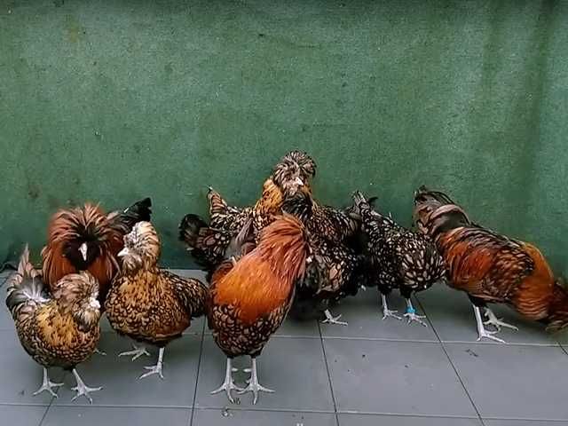 Яйце на інкубацію, курчата, Падуан: золото, фарфоровий.