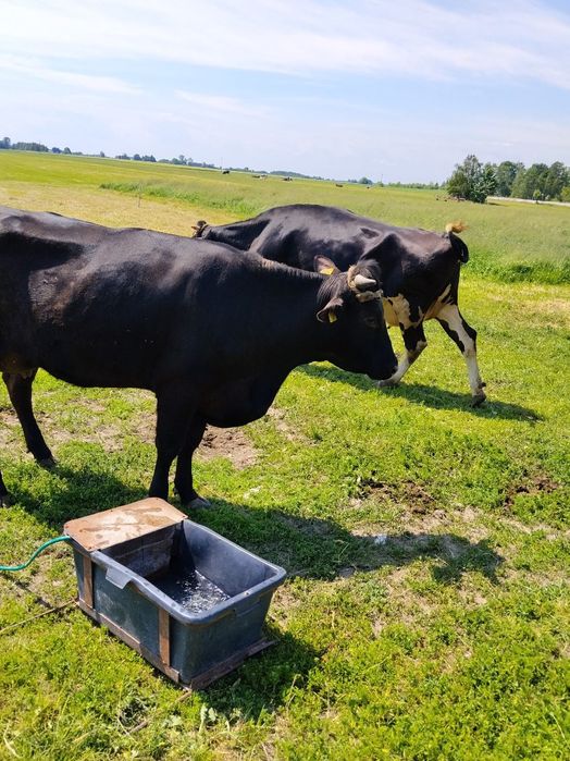 Mleko od krów z wypasu pastwiskowego