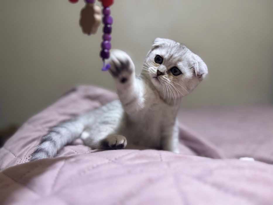 Котеня срібна шиншила