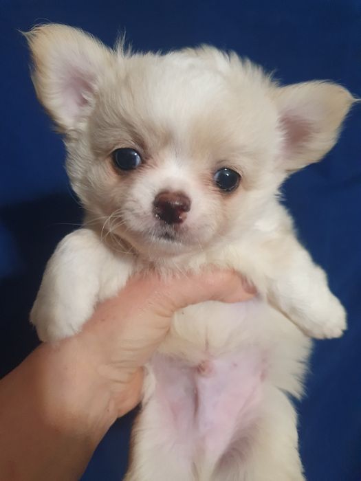 Кремовый мальчик длинношерстный