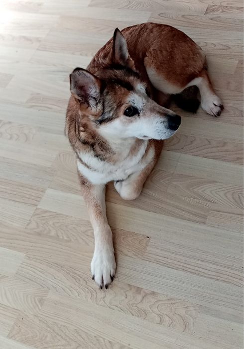 Piękna Nora szuka domku
