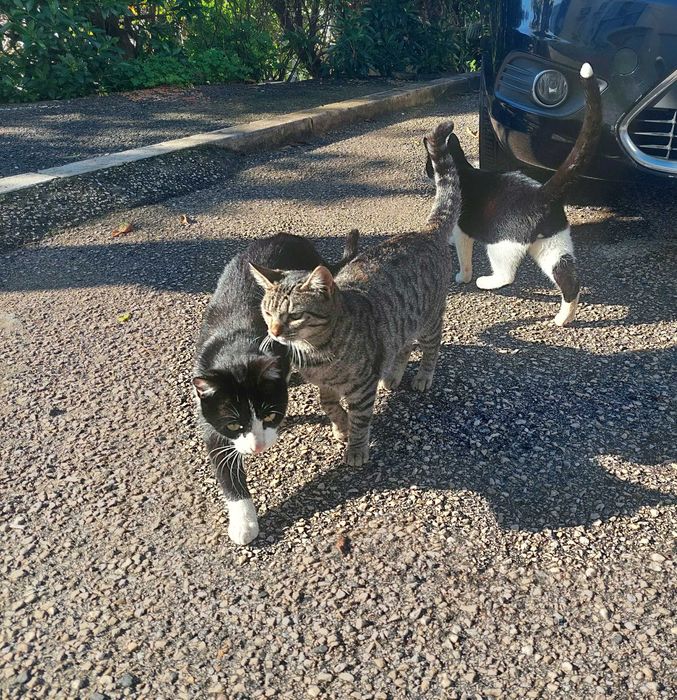 Gatinhos em adopção