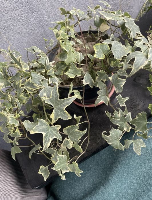 Плющ декоративный