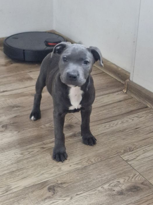 Staffordshire Bull Terier