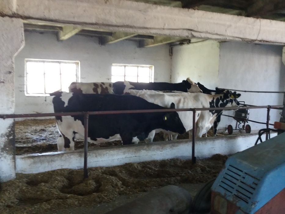 Всегда хорошие Коровы,А также Нетели в наличии!