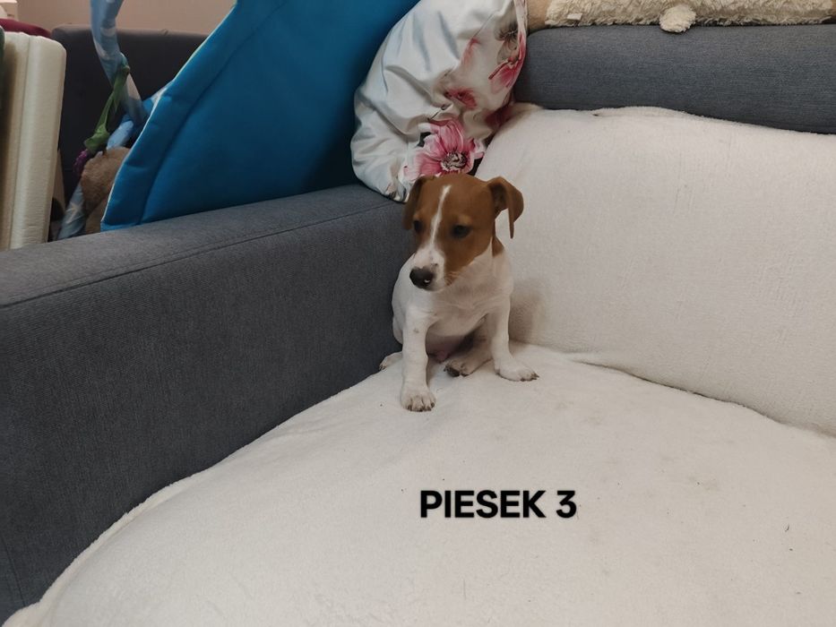 Piesek Jack Russell Terrier