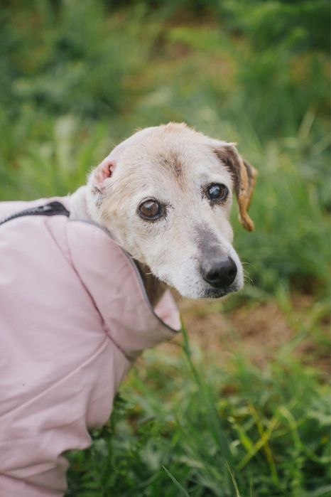 Ofélia para adoção responsável