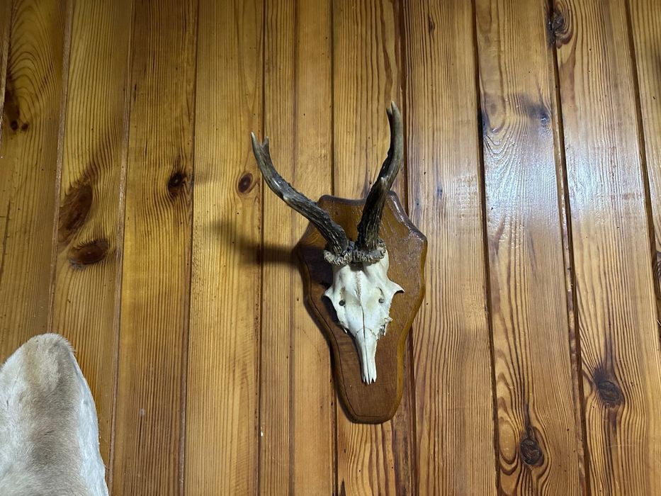 Rogi, skóry ,trofea myśliwskie