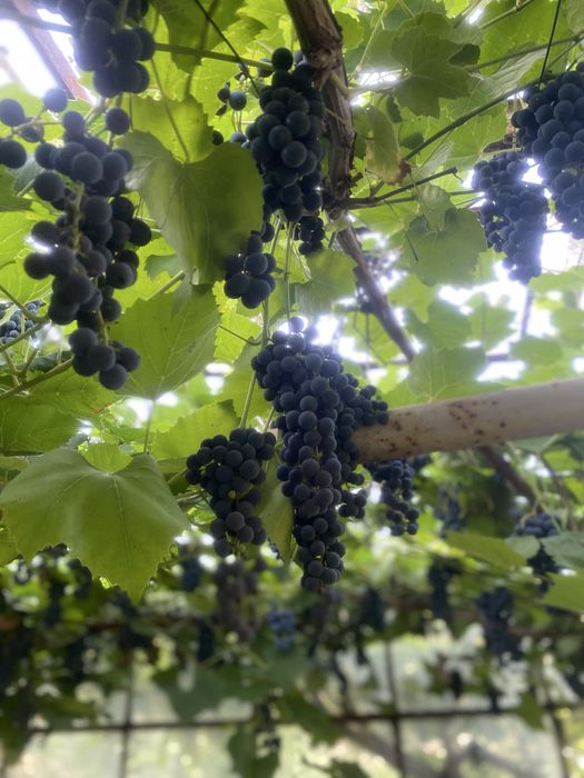 Winogron ciemny na wino do jedzenia