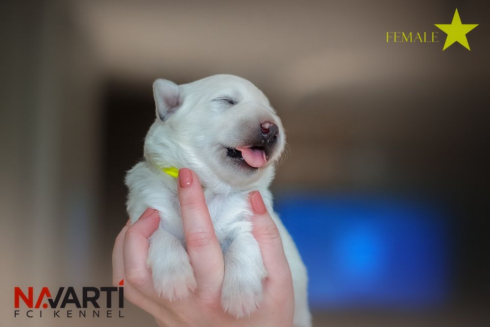 Дівчинка білої швейцарської вівчарки (БШВ/БШО) документи  КСУ-FCI