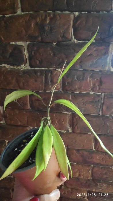 Hoya Pubicalyx Red Button, flor de cera