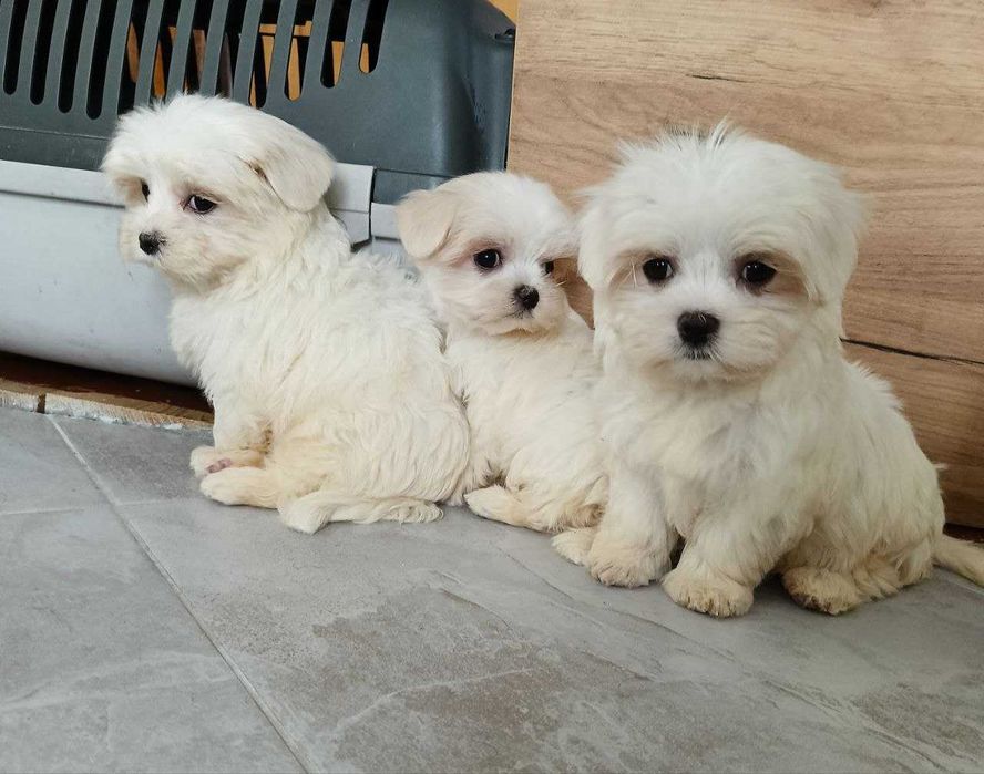 міні мальтезе з доставкою