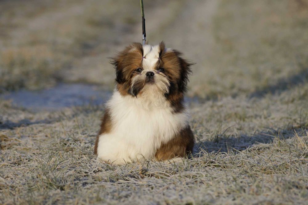 shih tzu chłopczyk samiec szczenię ZKwP/ FCI