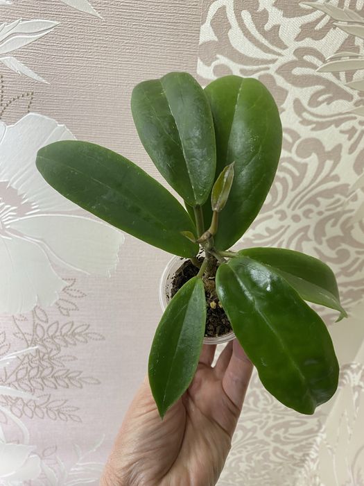 Хойї підрощені сорта різні