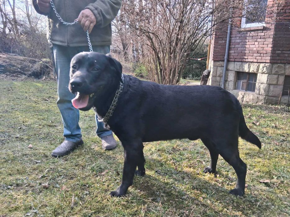 Labrador czarny  Bielsko-Biała
